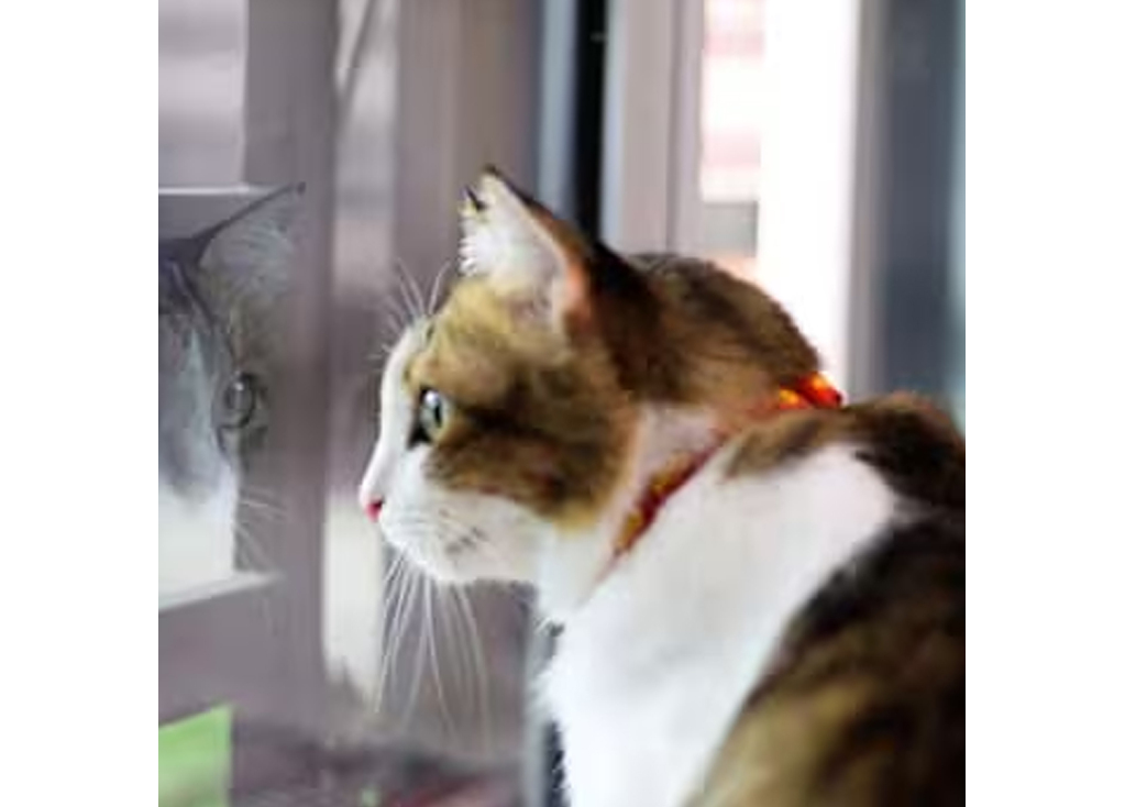 Tips for Protecting Your Pet From Coyotes & Wildlife Predators