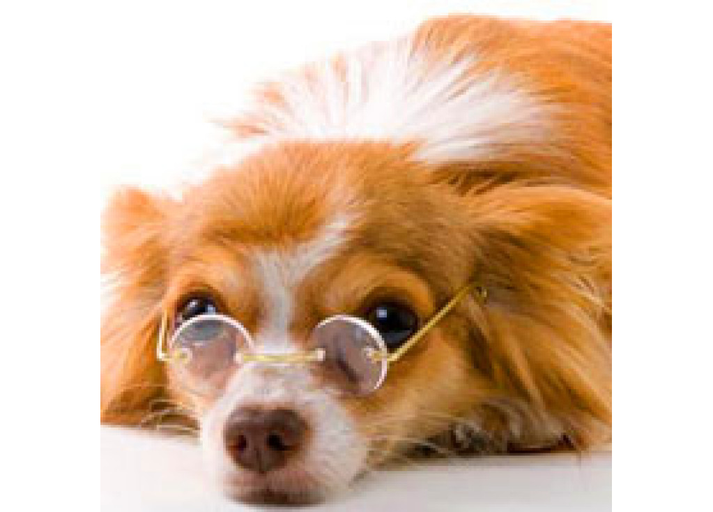 Dog Sunglasses: Do Pups Need To Protect Their Eyes?
