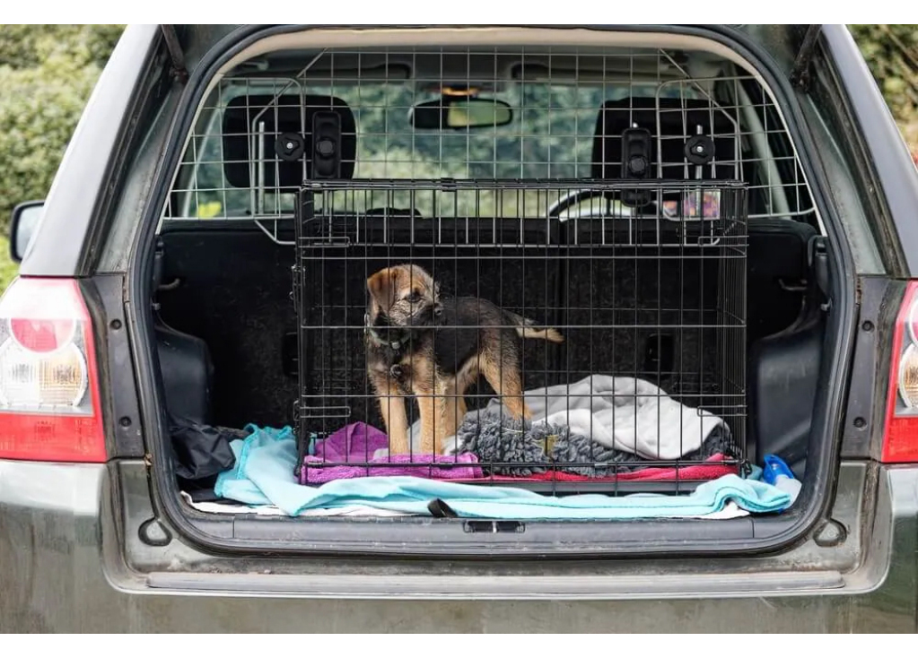 Traveling With Dogs in a Car: Safety Tips