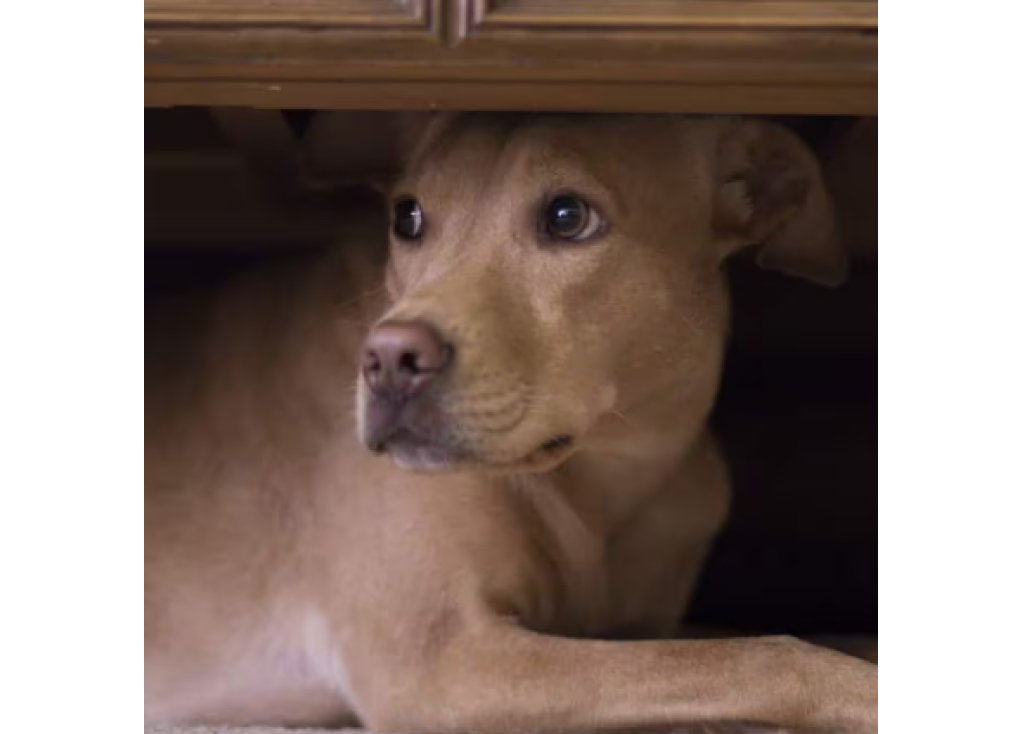 Dogs and Fireworks: How to Help Your Frightened Pooch