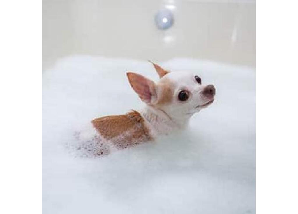 ¿Con qué frecuencia debes bañar a tu perro?