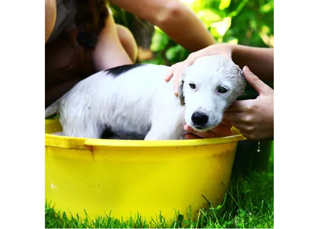 Washing Your Dog from Ear to Paw: Eight Supplies to Make It Easy