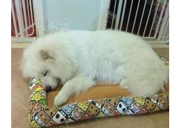 Dog Breeding Guide: How To Take Care Of Your Baby Pet Dog