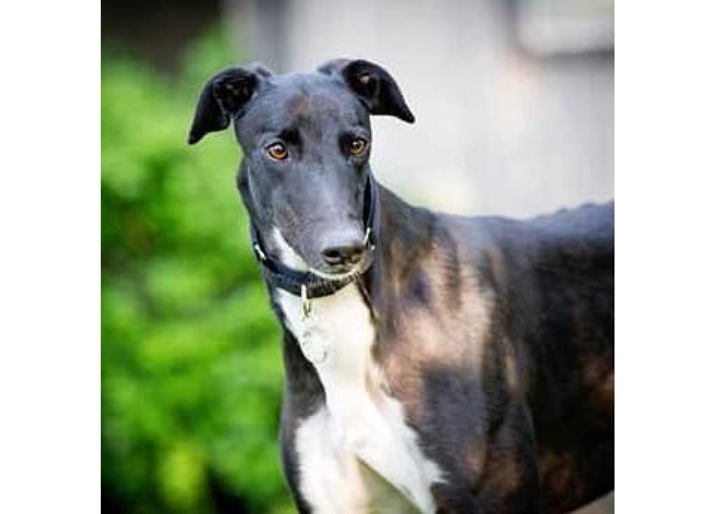 Managing Megaesophagus in Dogs