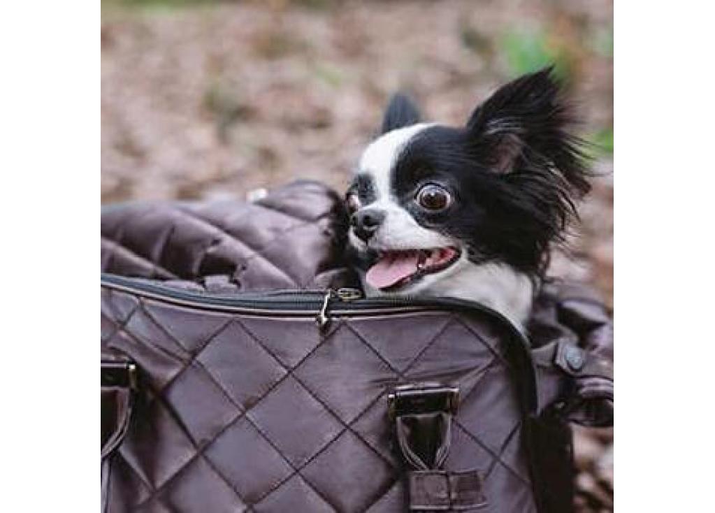 Dog Carrier Bags: What You Need to Know