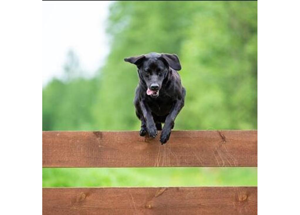 Escaping Dogs: Why Dogs Get Loose & How to Prevent It