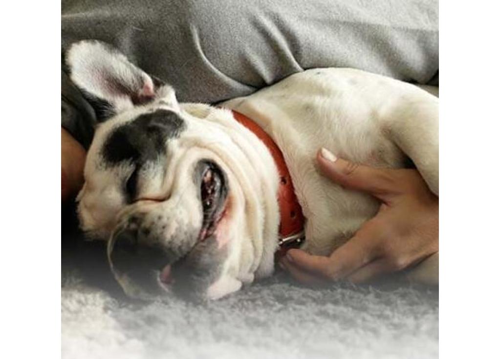 Sugerencias de cuidado para mantener saludable el pelaje de su perro