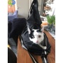 Small Dog Cat Carrier Sling bag Hands-Free Pet Puppy Outdoor Travel Bag Adjustable BLACK