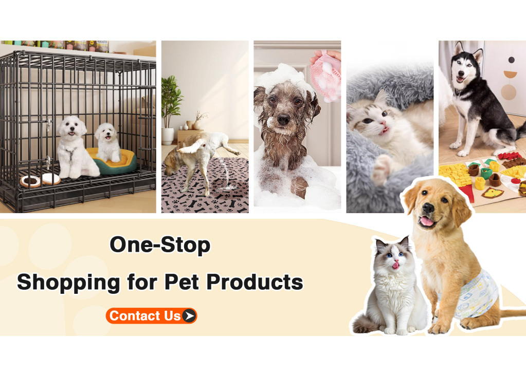 Beyond the Bowl: Innovative Pet Care Products for the Modern Pet Owner