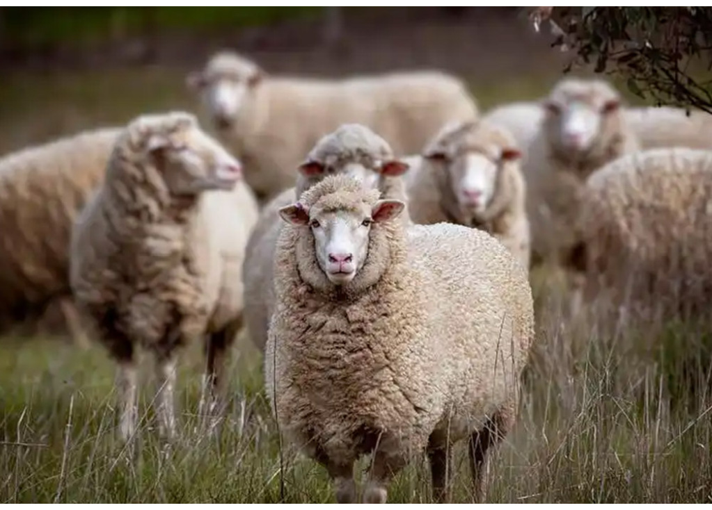 Merino Wool Socks: How One Fiber Keeps Feet Warm in Winter and Cool in Summer