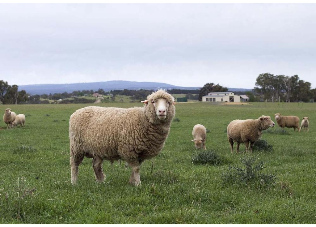 What is Real Merino Wool?