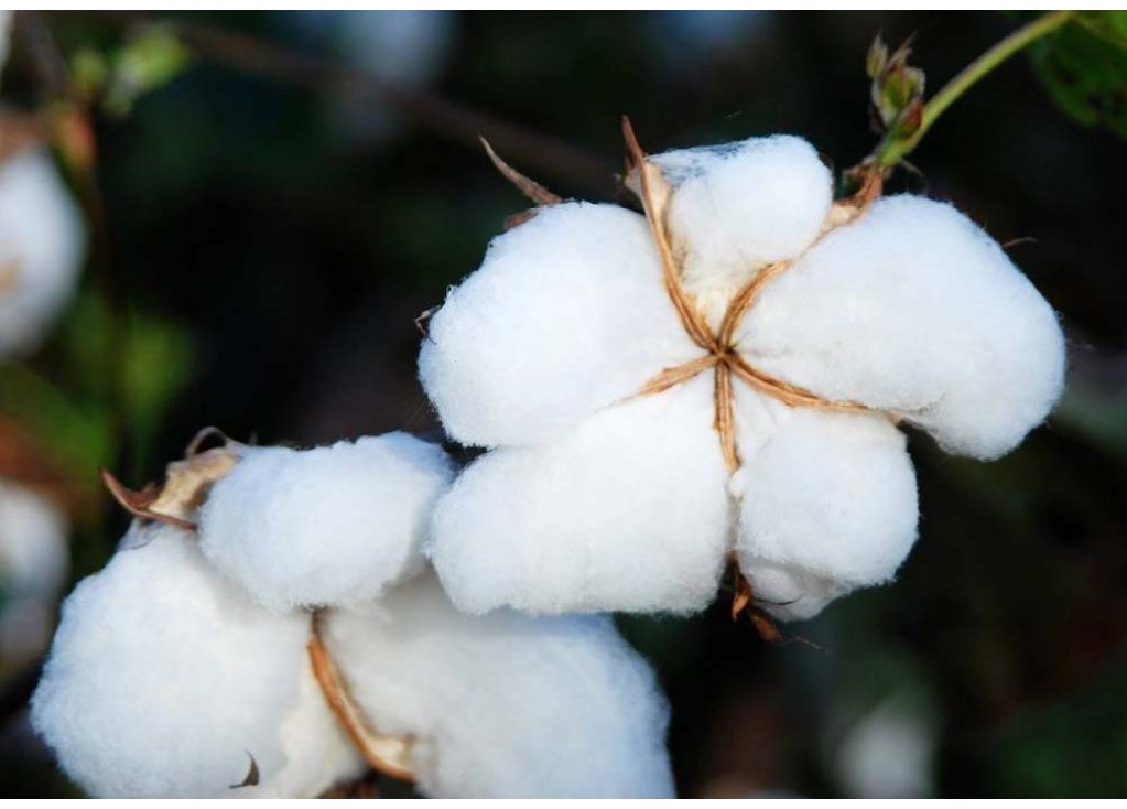 Pure Cotton Socks