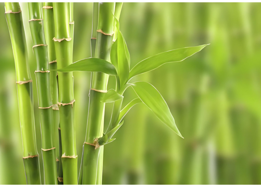 Bamboo Fiber Sports Socks: Sustainability Meets Performance