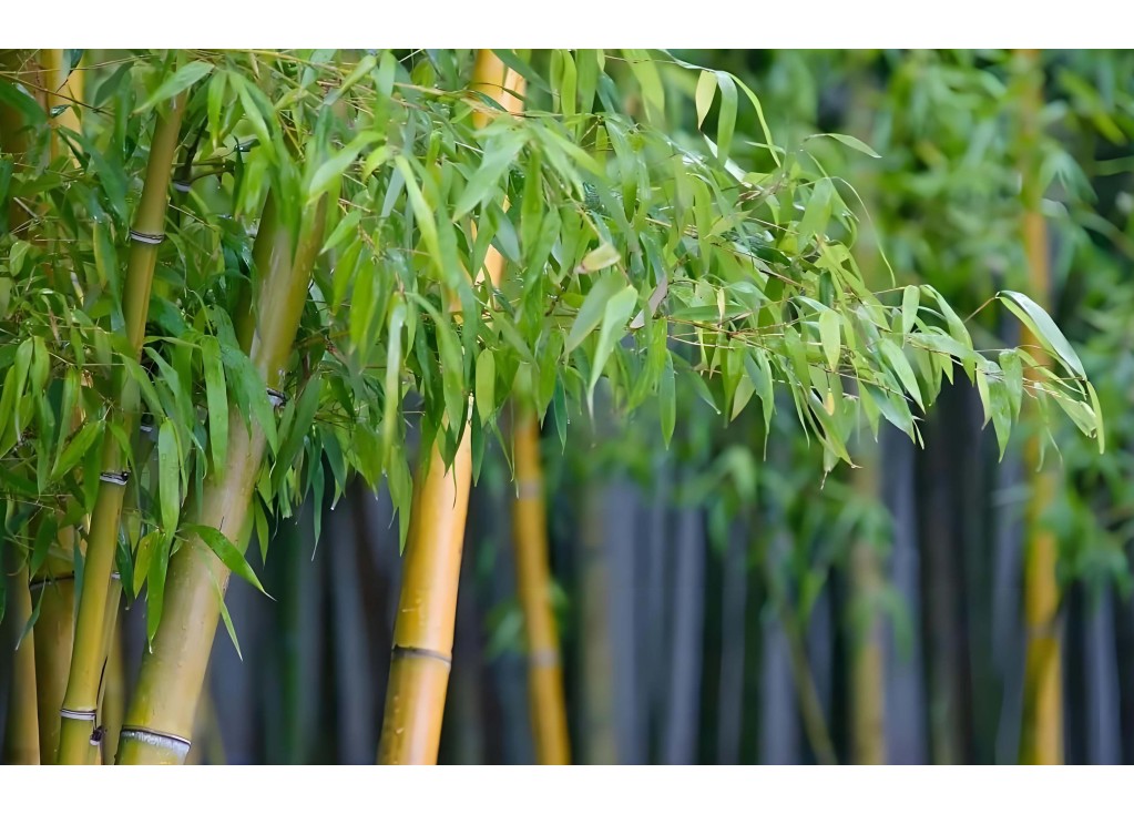 Are Bamboo Socks Really Cooler in Summer?