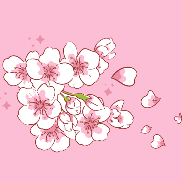 Warm pink cherry blossoms sakura fall in full bloom 231227-11