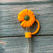 Orange Daisy