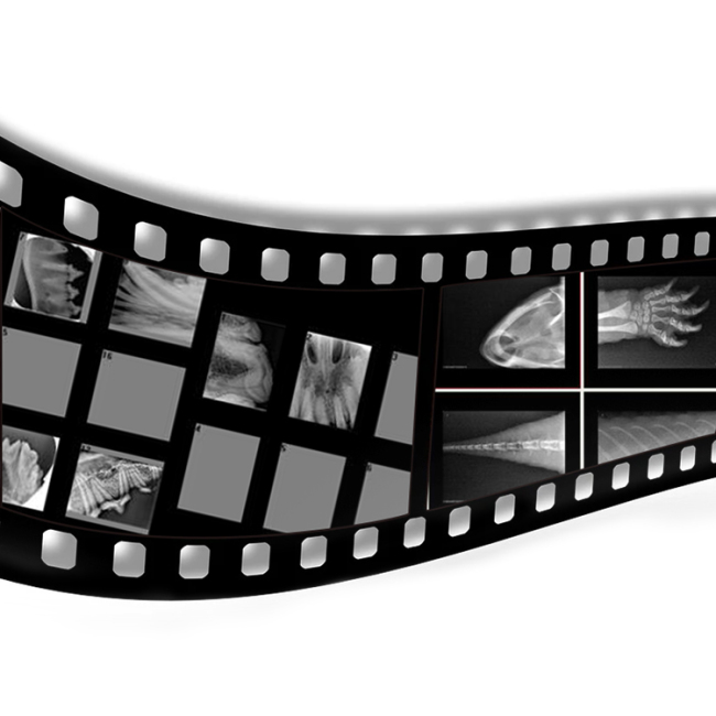 Máquina dental portátil digital de rayos X para mascotas con punto focal de 0.4 mm