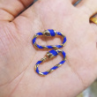blue/gold