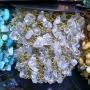 BCL1137 Hot sale clear crystal quartz chips beaded chains,wire wrapped rosary chains