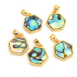 abalone shell