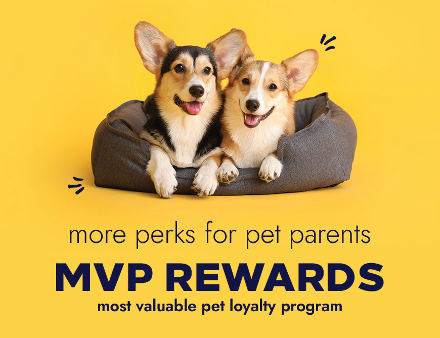 Join our MVP+ Program!